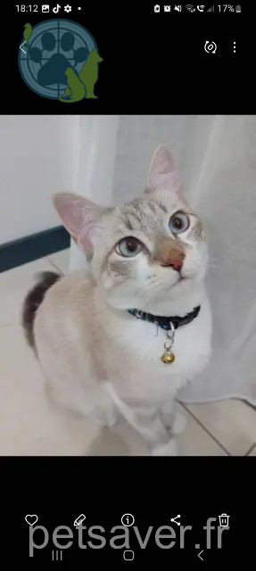 gato perdido 81300 Graulhet Minouche gato lost 81300 Graulhet Minouche
