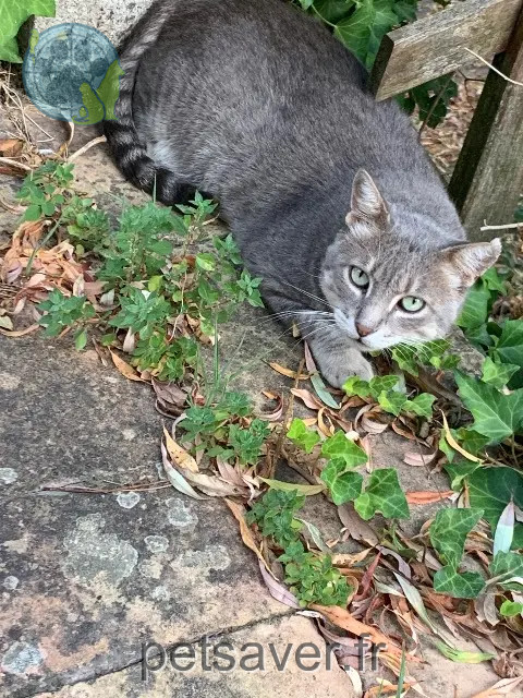 kater vermist 81500 Lavaur Moustik kater lost 81500 Lavaur Moustik