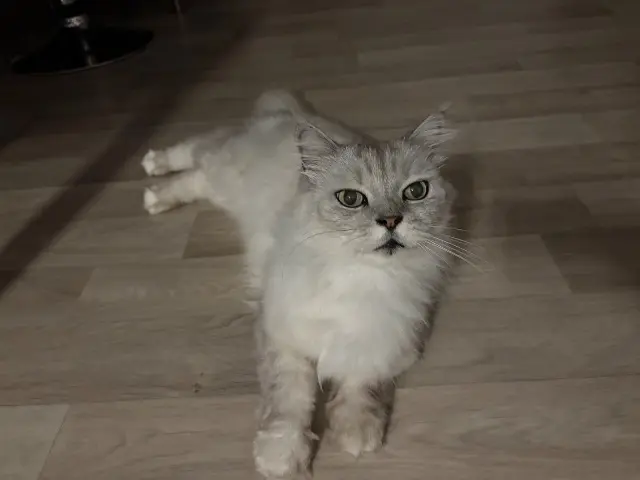 chat lost   81150 Lagrave Nike