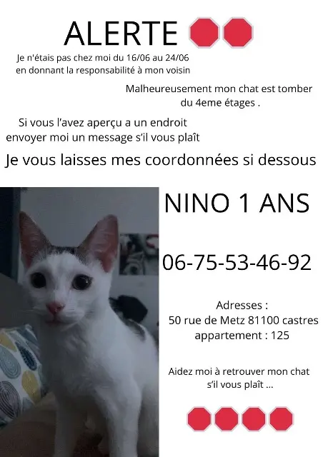 chat lost   81100 Castres Nino