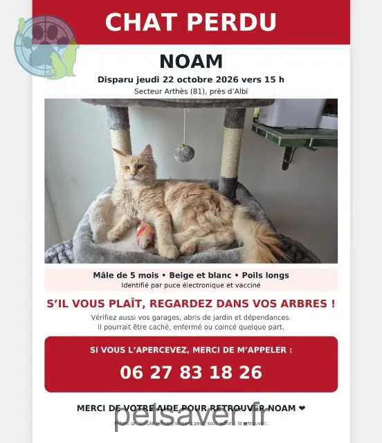 chat lost 81160 Arthès Noam