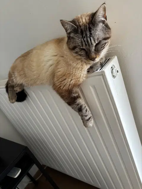 chat lost   81000 Albi Orion