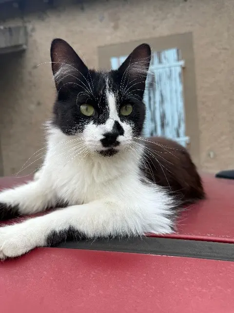 chat lost   81130 Cagnac-les-Mines Oscar