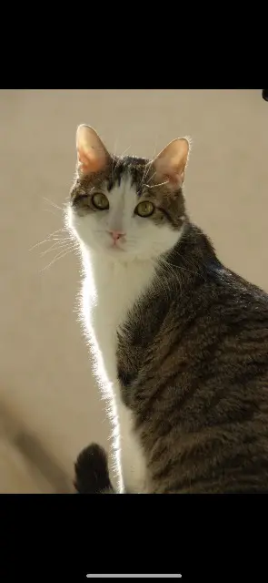 chat lost   81100 Castres Pablo
