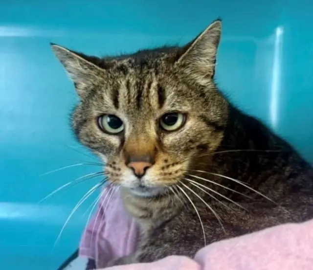 chat lost   81160 Saint-Juéry Patate