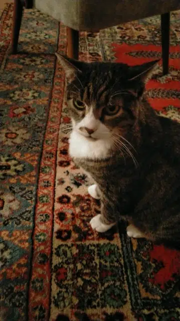 chat lost   81500 Lavaur Pedro