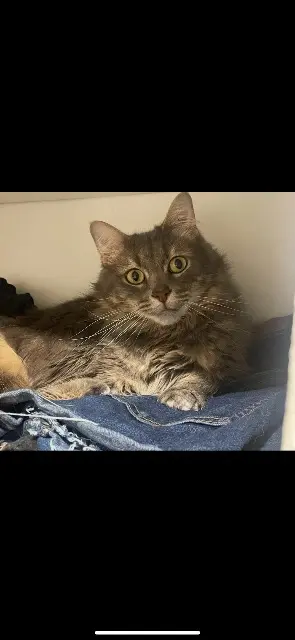 gato perdido 81440 Lautrec Rosko gato lost 81440 Lautrec Rosko