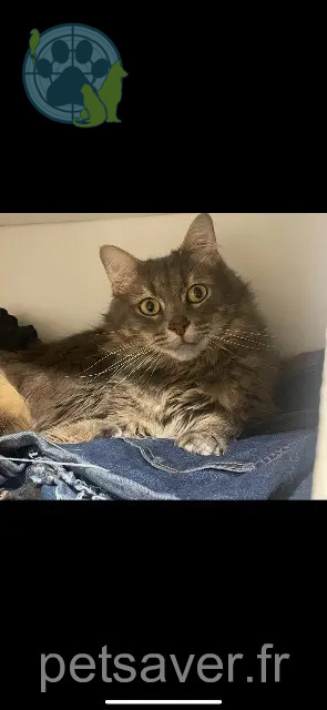 Kater vermisst 81440 Lautrec Rosko Kater lost 81440 Lautrec Rosko