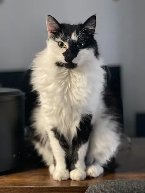 chat lost   81100 Castres Roxy