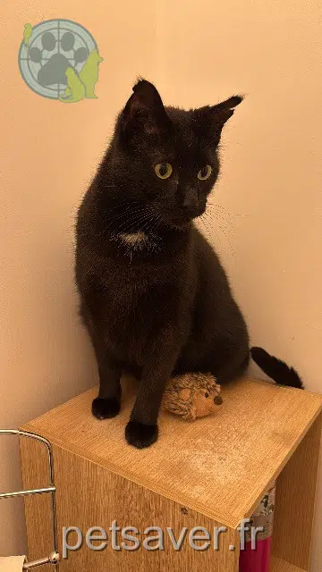 chat lost   81600 Gaillac Réglisse