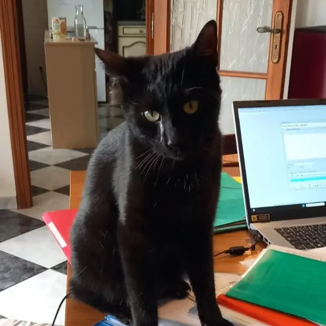 chat lost   81700 Palleville Samba