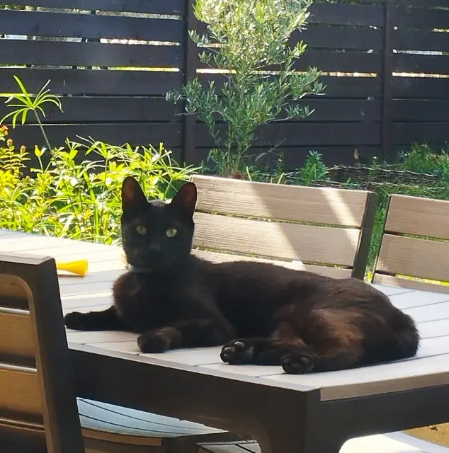 chat lost   81100 Castres Sirius