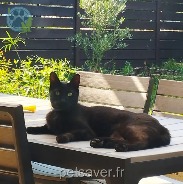 gato perdido 81100 Castres Sirius gato lost 81100 Castres Sirius