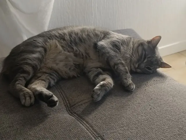 chat lost   81470 Cuq-Toulza Smoky