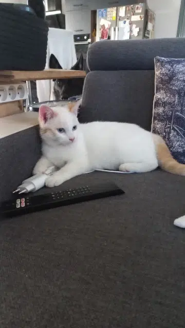 chat lost   81500 Lavaur Snow