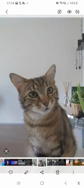 chat lost   81260 Brassac Speedy