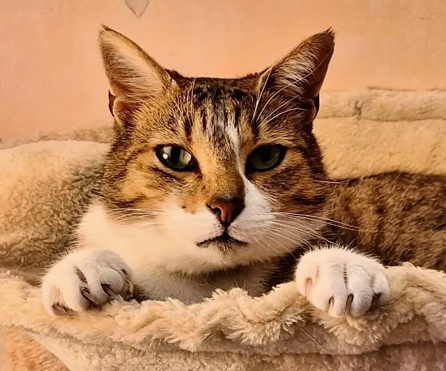 chat lost   81150 Lagrave SPOCK