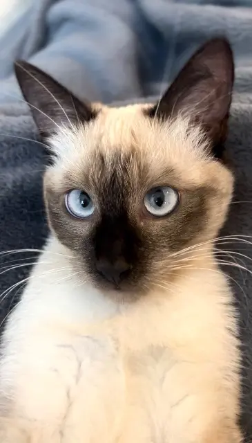 chat lost   81000 Albi Steeve