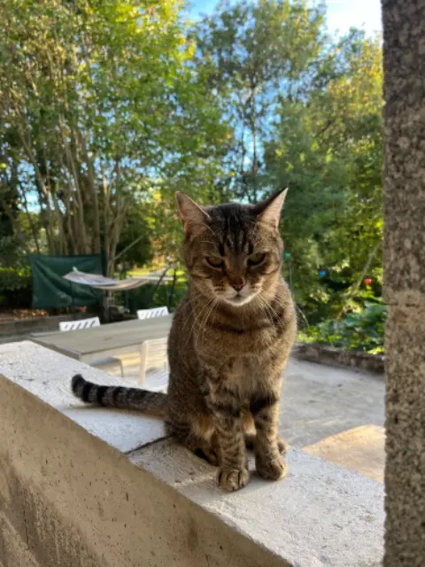 chat lost   81130 Cagnac-les-Mines Sully