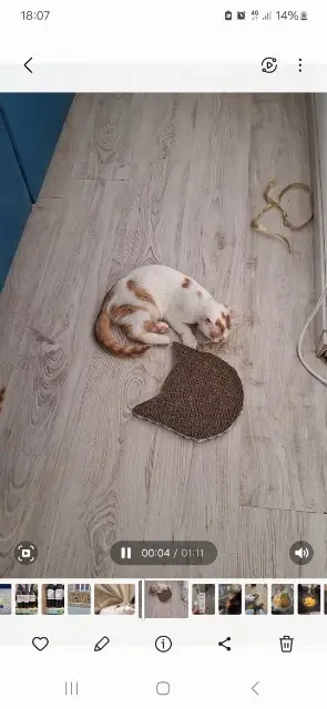 chat lost   81370 Saint-Sulpice-la-Pointe Sunny