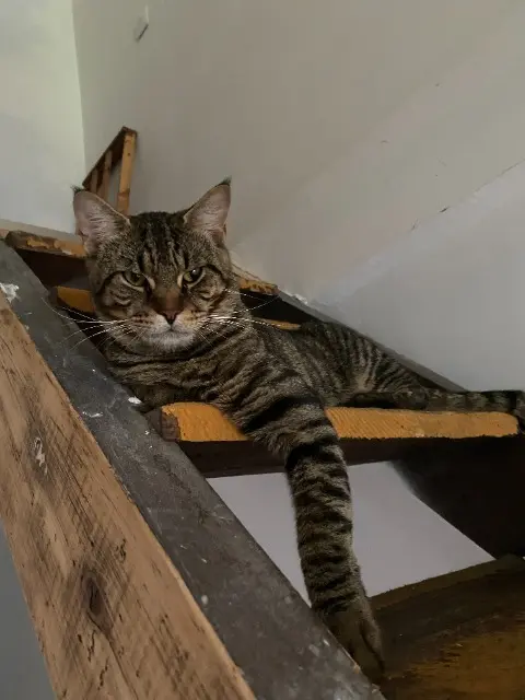 chat lost   81100 Castres Tao
