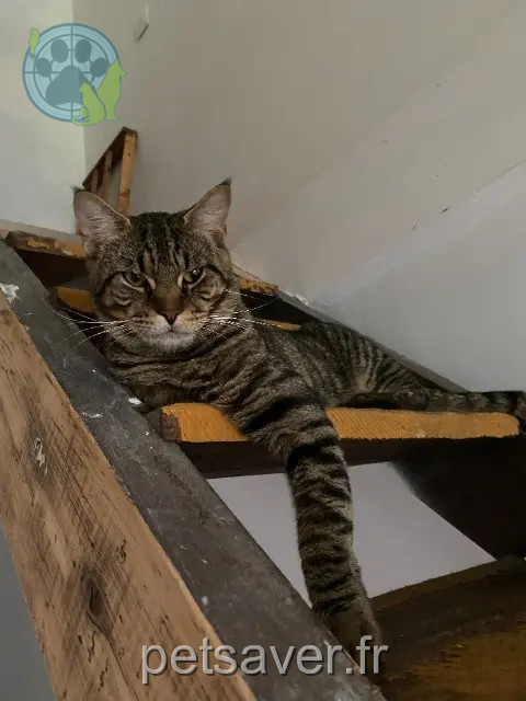 chat perdu 81100 Castres Tao chat lost 81100 Castres Tao