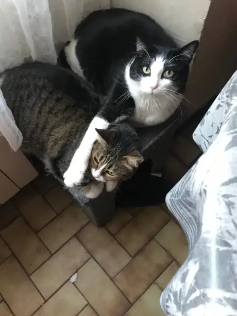 chat lost   81120 Terre-de-Bancalié Pompon