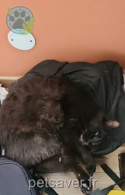 Kater lost   81160 Saint-Juéry Timide