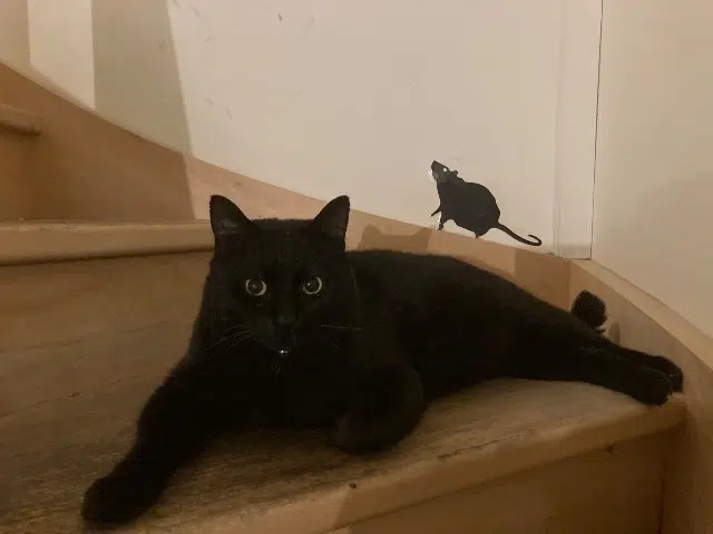 chat lost   81600 Gaillac Tommy