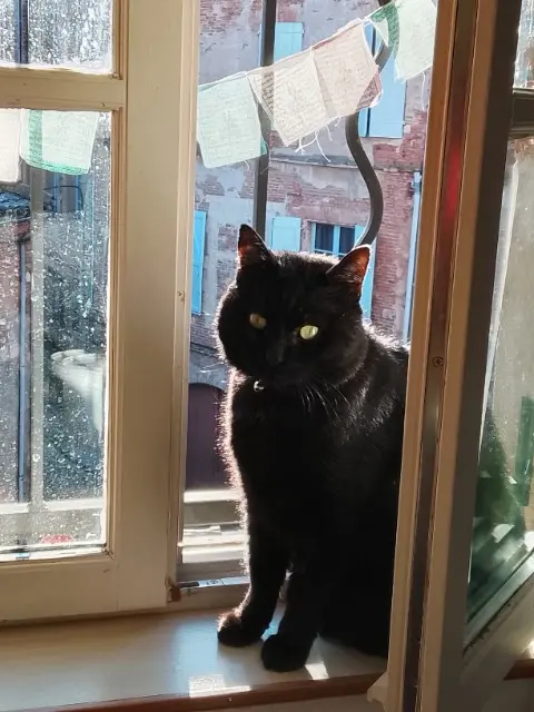 chat lost   81600 Gaillac Tommy