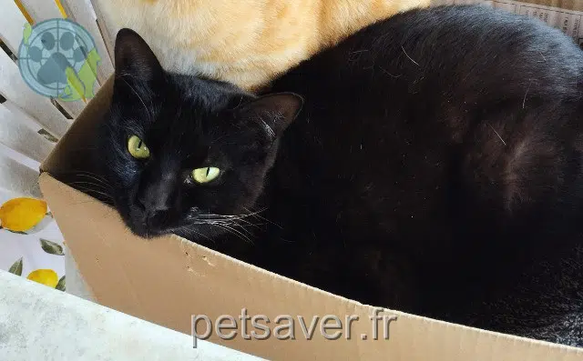 kater vermist 81500 Labastide-Saint-Georges Tongny kater lost 81500 Labastide-Saint-Georges Tongny