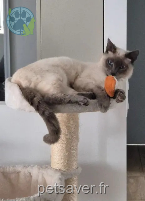 gato perdido 81100 Castres Vincent gato lost 81100 Castres Vincent