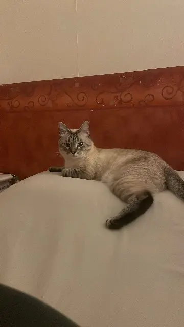 chat lost   81350 Valderiès Végéta