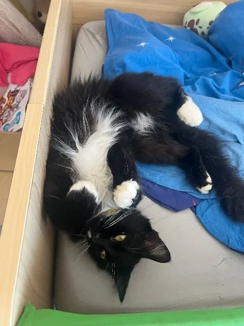 chat lost   81380 Lescure-d'Albigeois Wolverine