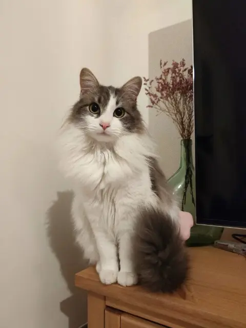 chat lost   81580 Soual Woody