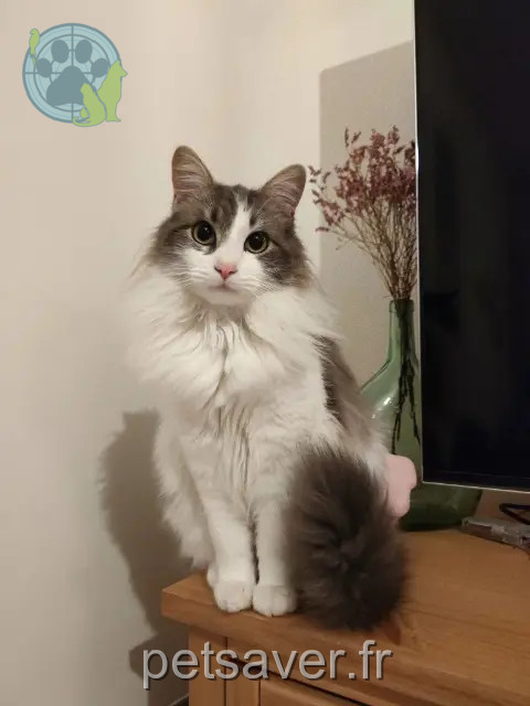 kater vermist 81580 Soual Woody kater lost 81580 Soual Woody