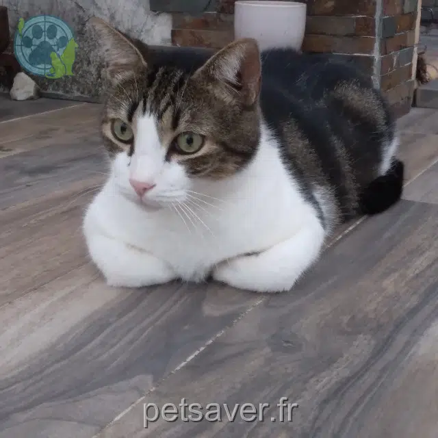 Kater lost 81240 Lacabarède Zeus