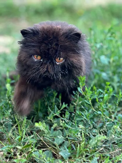 Chat Perdu 81 Tarn Chat Perdu 81 Tarn