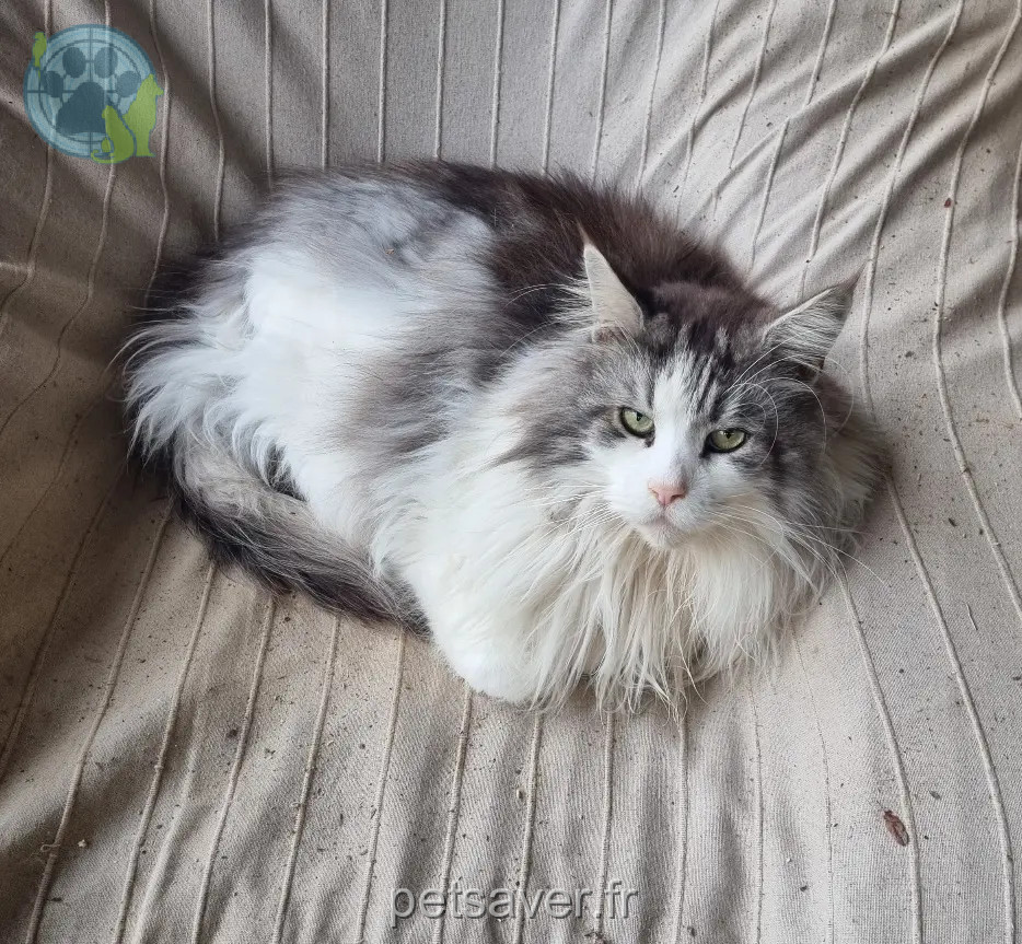 kater vermist Route de Saint-Julia 81470 Puéchoursi kater lost Route de Saint-Julia 81470 Puéchoursi