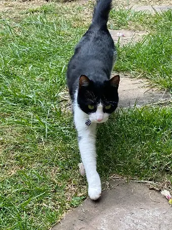 Chat Perdu 81 Tarn Chat Perdu 81 Tarn
