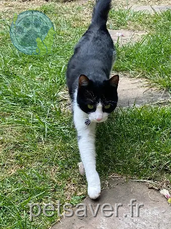 Chat Perdu 81 Tarn Chat Perdu 81 Tarn