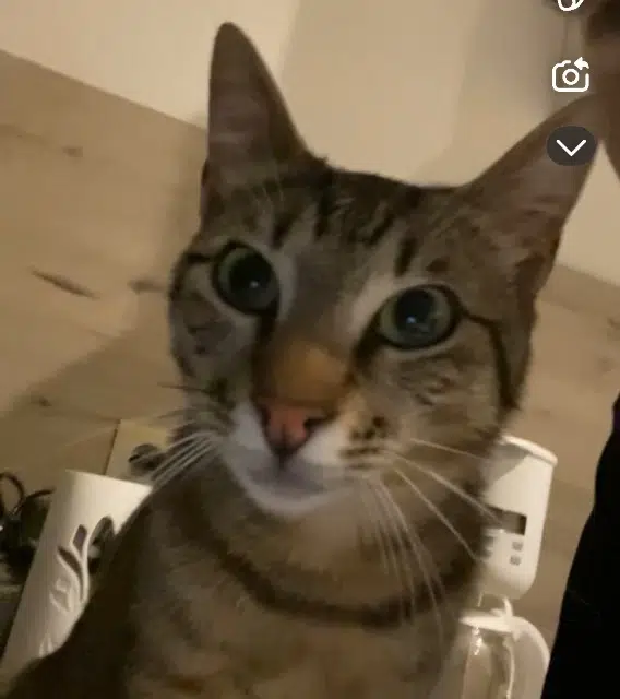 cat lost 82500 Beaumont-de-Lomagne Andy cat lost 82500 Beaumont-de-Lomagne Andy