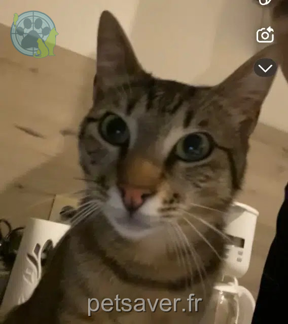 Kater vermisst 82500 Beaumont-de-Lomagne Andy Kater lost 82500 Beaumont-de-Lomagne Andy