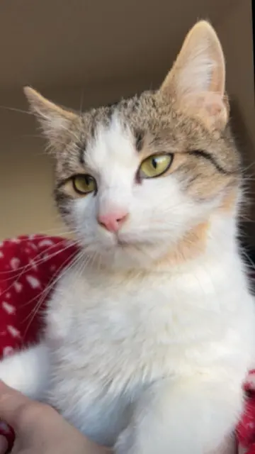 chat lost   82000 Montauban Arthur