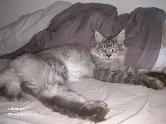 chat lost   82150 Belvèze Aston