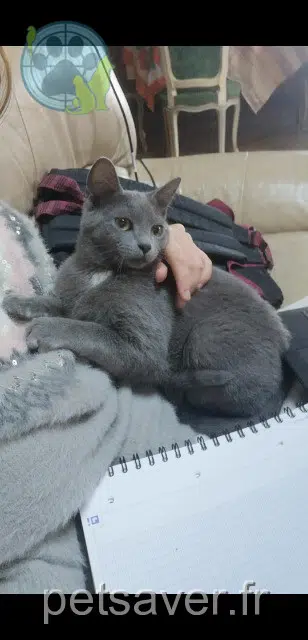 Kater lost   82110 Lauzerte Athos