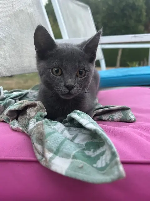 chat lost   82130 Villemade Aïko