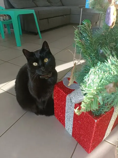 chat lost   82100 Castelsarrasin Bagheera