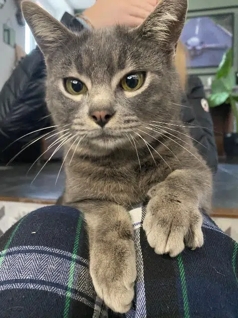 chat lost   82600 Savenès Balloo