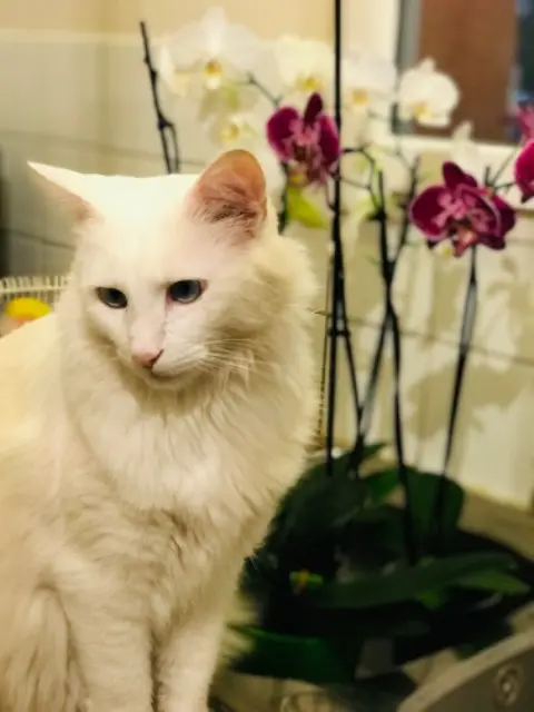 chat lost   82170 Grisolles Bebloom